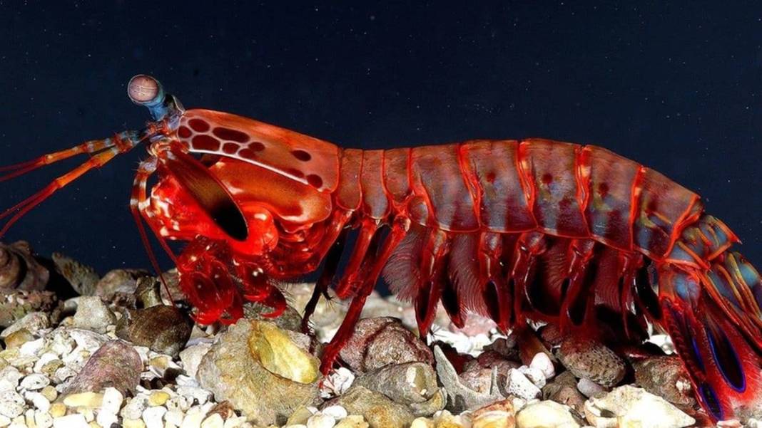 Saatte 80 km hızla yumruk atabiliyor: Meğer tabiatın en güçlü hayvanıymış! Hiç göründüğü gibi değil 11